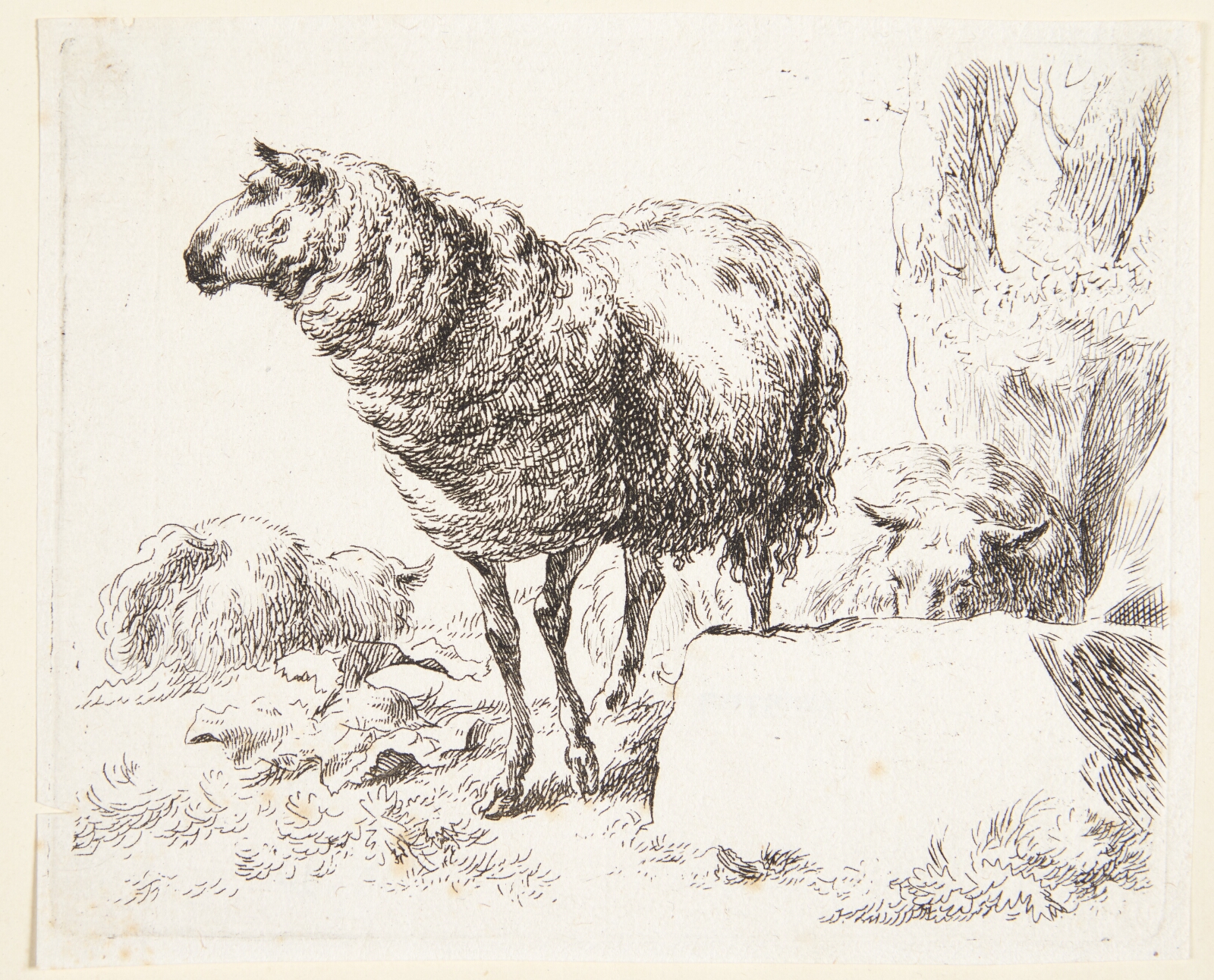 Nicolaes Berchem, Et stående får