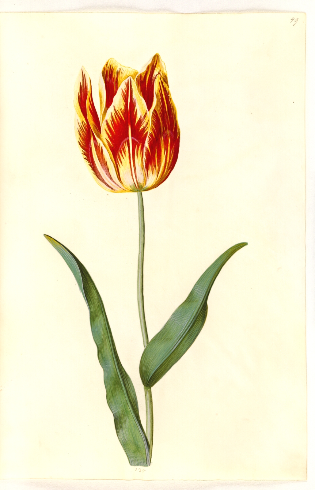 Hans Simon Holtzbecker, Tulipa gesneriana (have-tulipan)