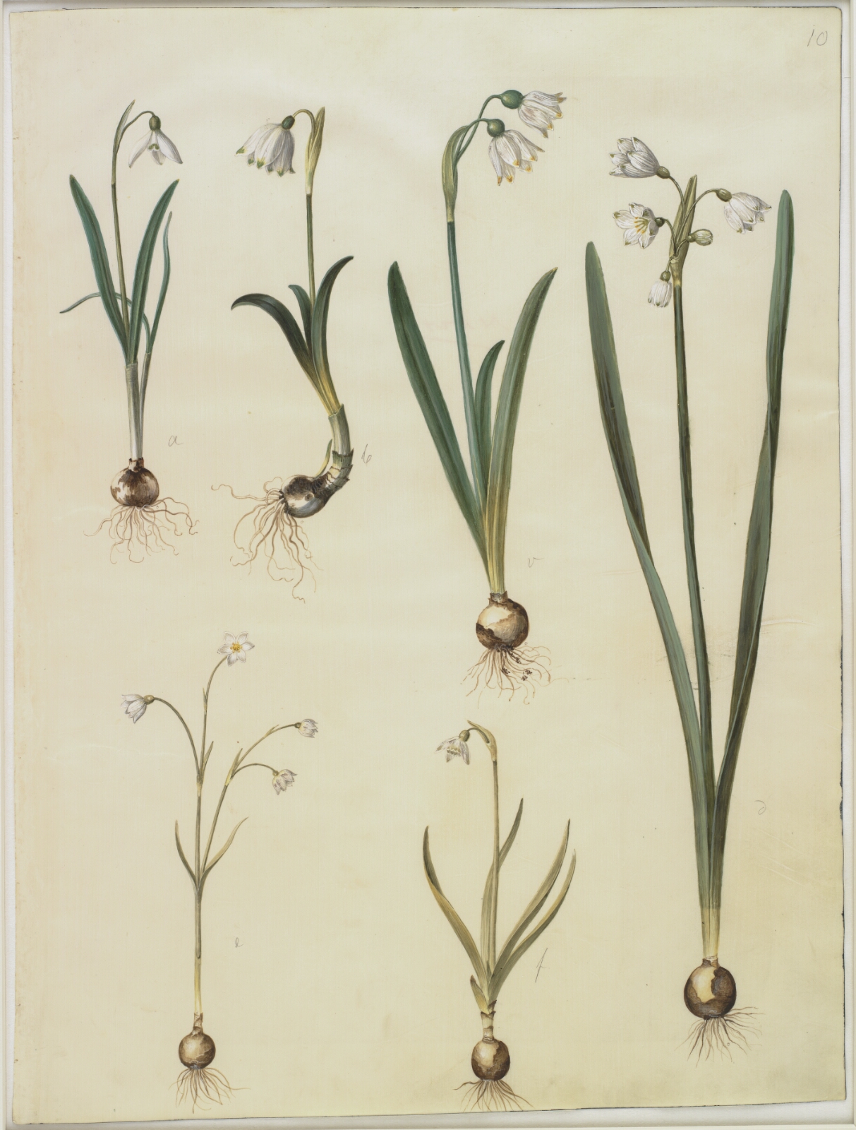 Hans Simon Holtzbecker, Galanthus nivalis (almindelig vintergæk); Leucojum vernum (dorotealilje); Leucojum aestivum (sommer-hvidblomme); Leucojum autumnale (høst-hvidblomme)