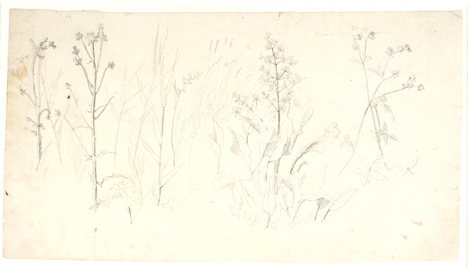 Dankvart Dreyer, Plantestudier