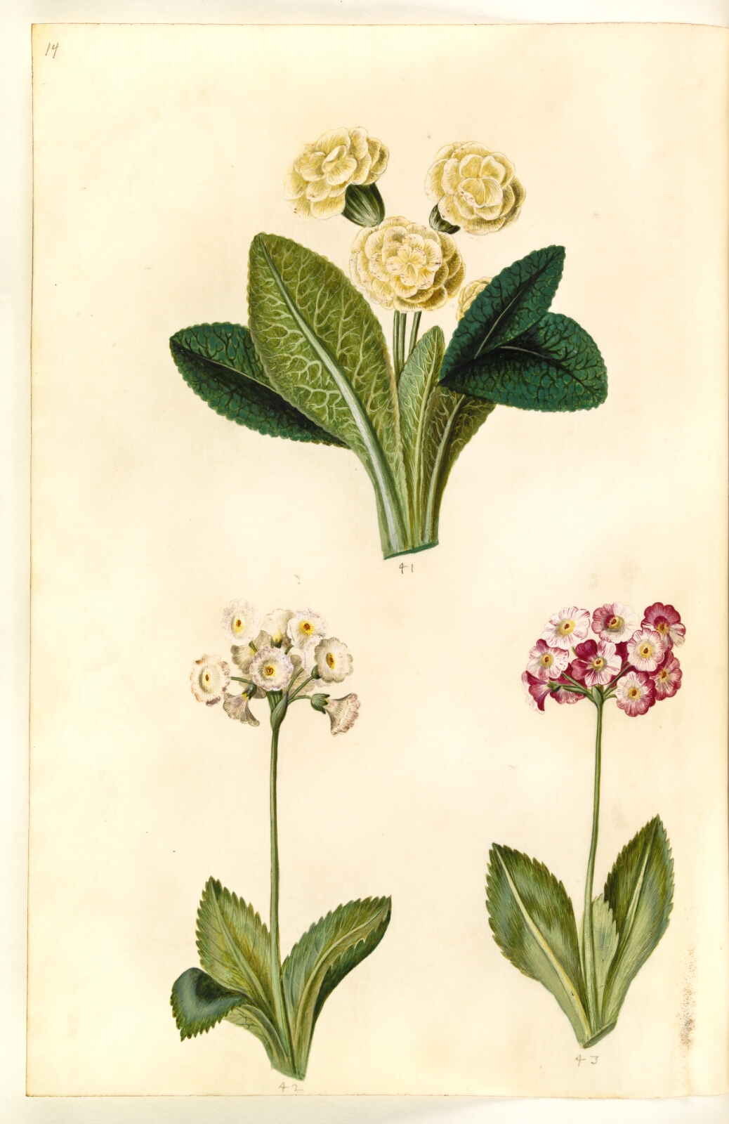 Hans Simon Holtzbecker, Primula vulgaris (storblomstret kodriver); Primula ×pubescens (have-aurikel)