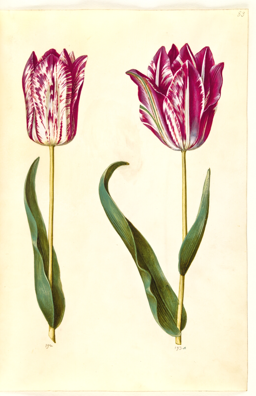 Hans Simon Holtzbecker, Tulipa gesneriana (have-tulipan)
