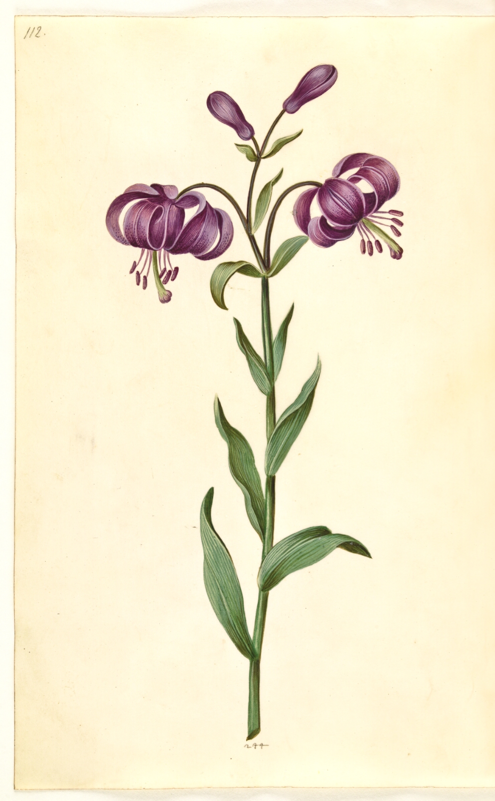 Hans Simon Holtzbecker, Lilium martagon (krans-lilje)