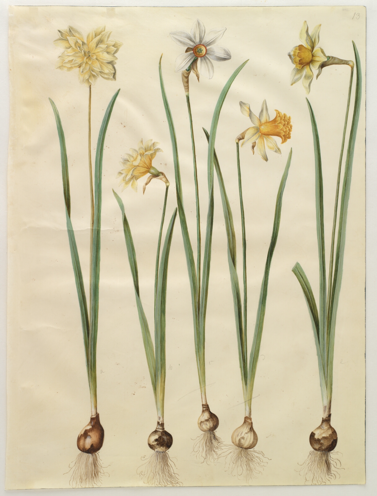 Hans Simon Holtzbecker, Narcissus pseudonarcissus; Narcissus poeticus (pinselilje); Narcissus ×incomparabilis (have-narcis)