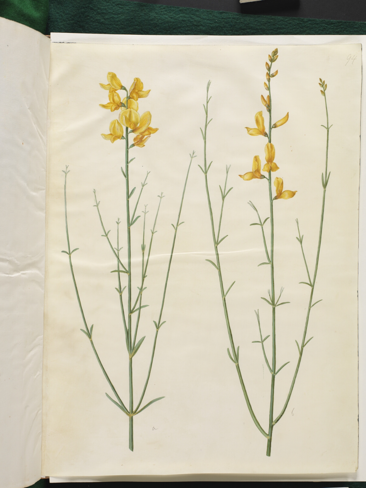 Hans Simon Holtzbecker, Spartium junceum (spartium)