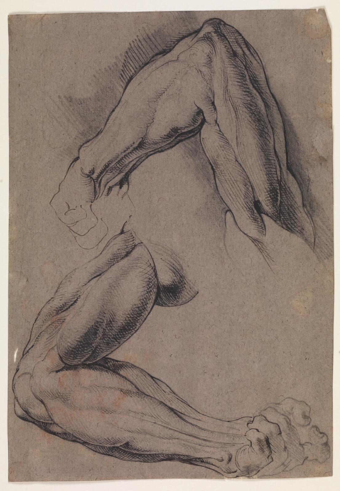 Willem Panneels, Anatomisk studie (écorché). To studier af en mands flåede, venstre arm