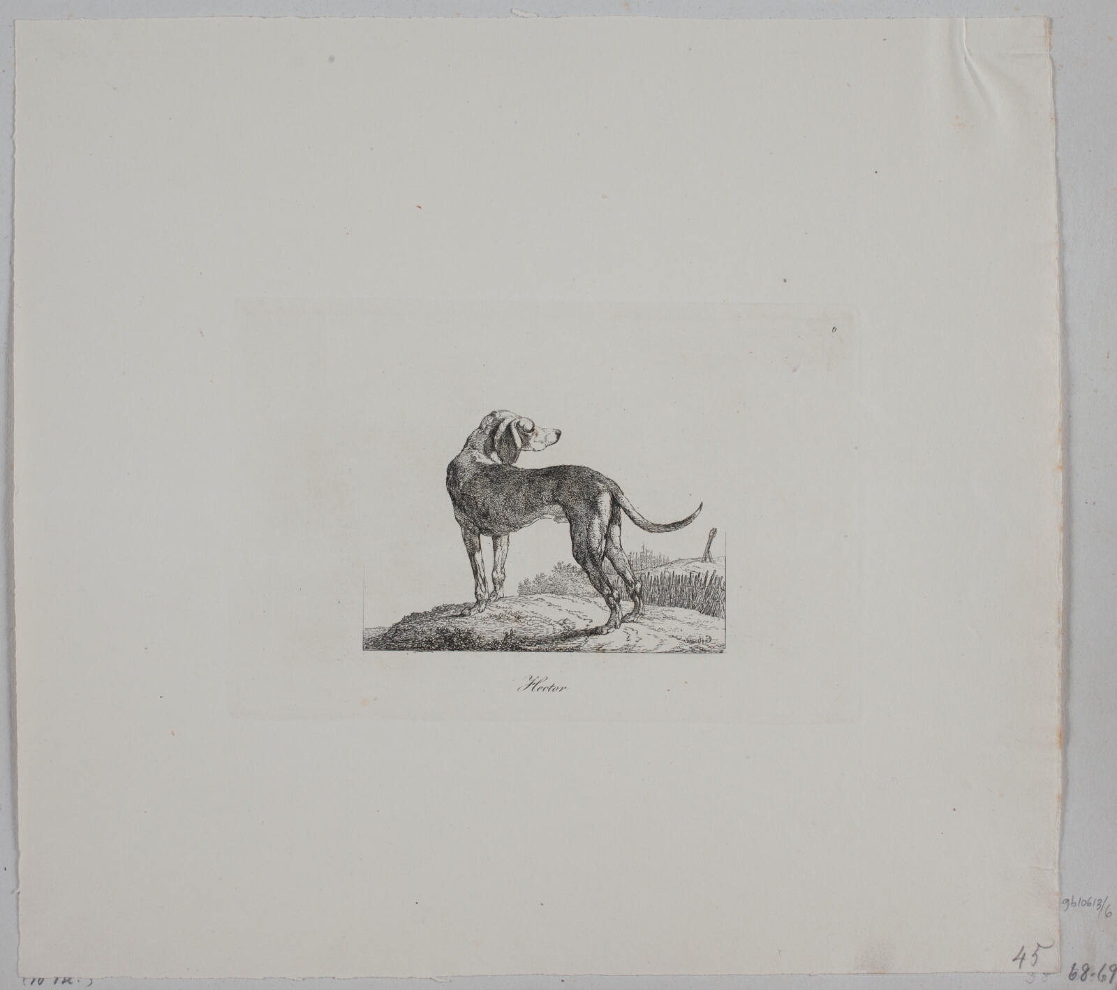 Christian David Gebauer, Hector