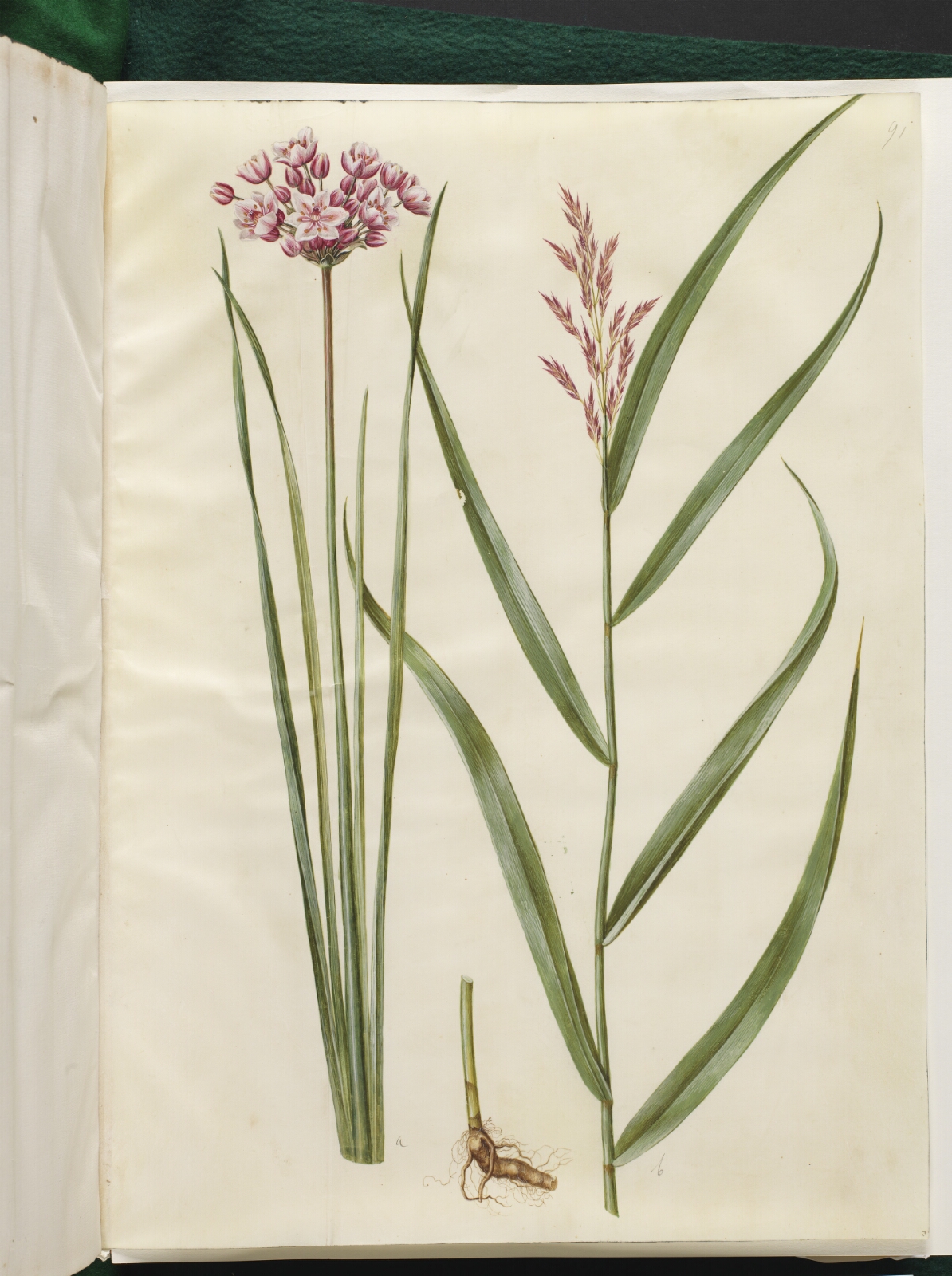 Hans Simon Holtzbecker, Butomus umbellatus (brudelys); Phragmites australis (almindelig tagrør)