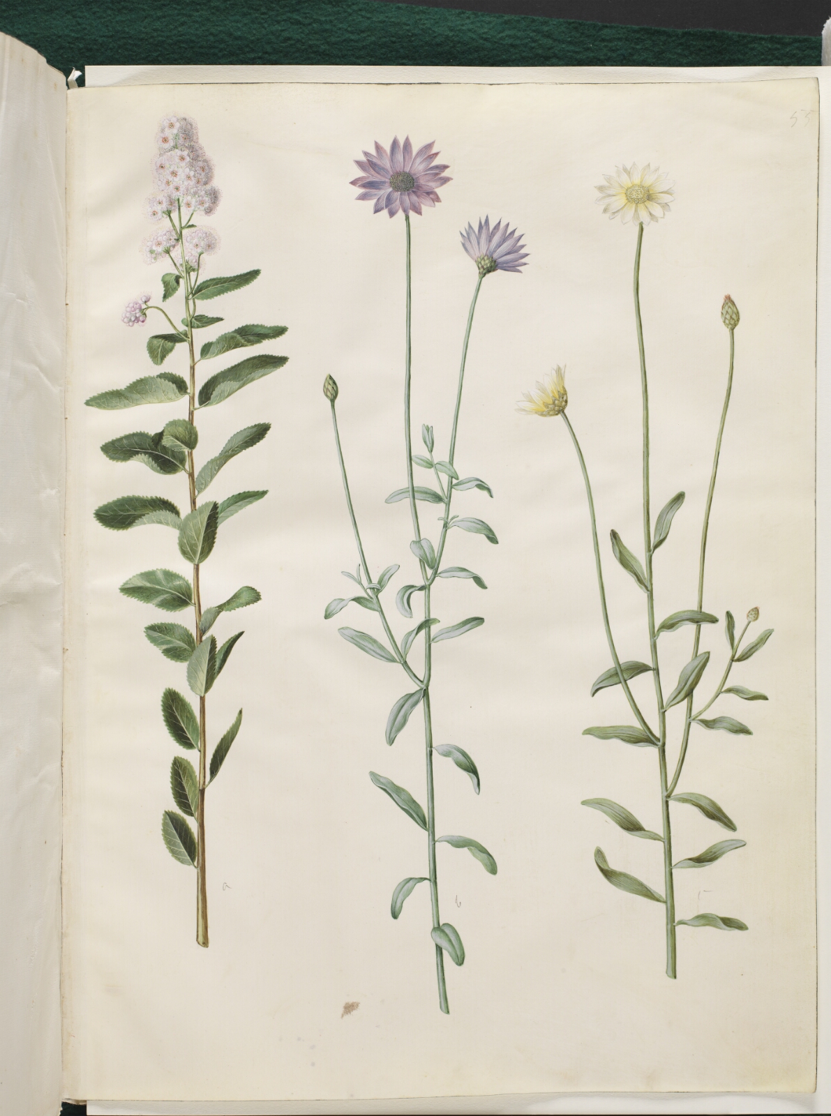 Hans Simon Holtzbecker, Spiraea salicifolia (pilebladet spiræa); Catananche caerulea (blå rasleblomst)