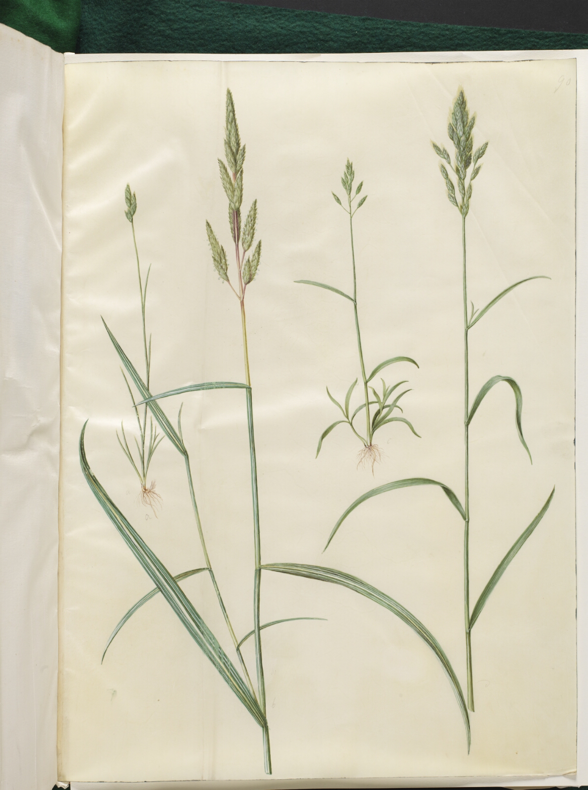 Hans Simon Holtzbecker, Bromus hordeaceus (blød hejre); Phalaris arundinacea (stribegræs)