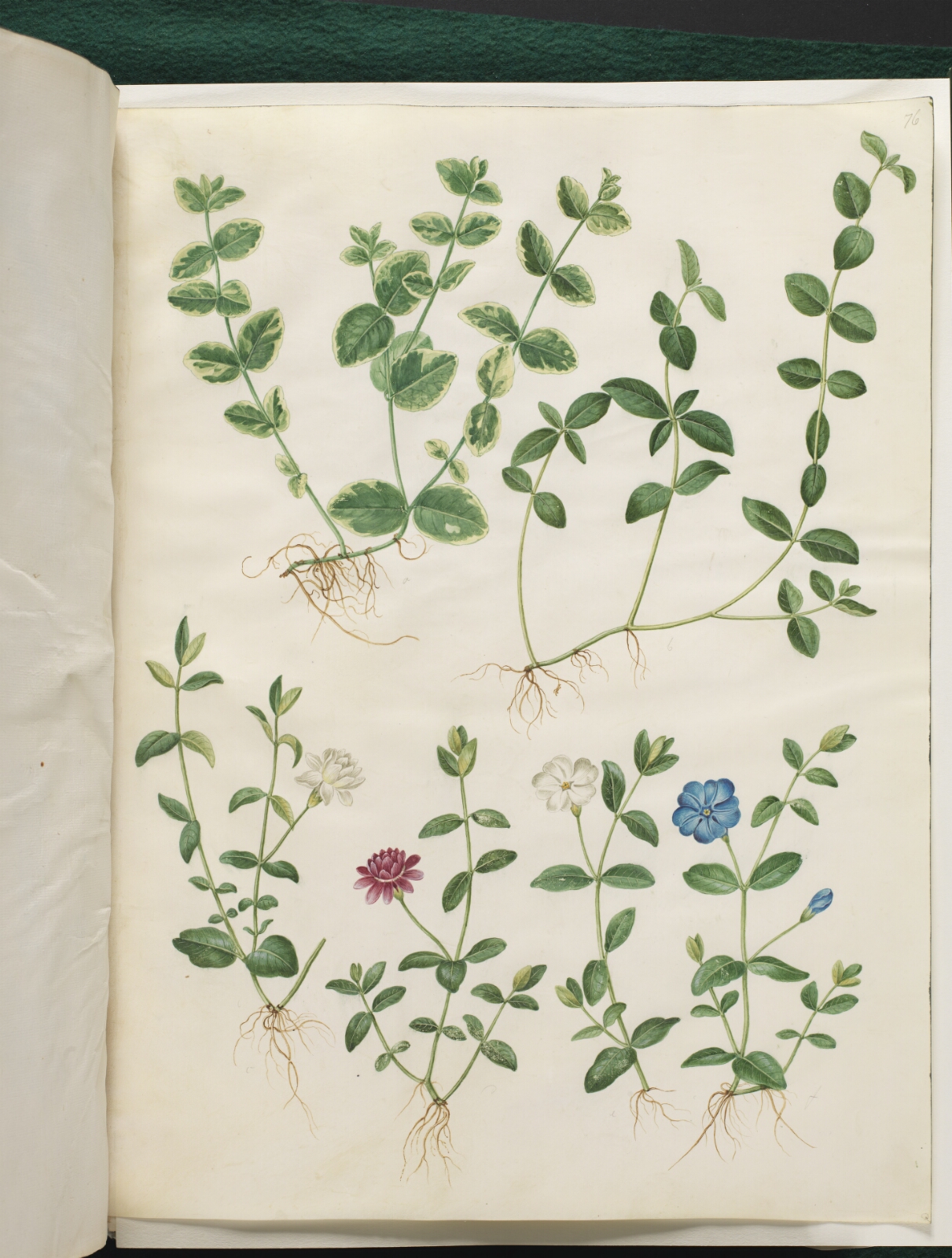Hans Simon Holtzbecker, Vinca minor (liden singrøn)