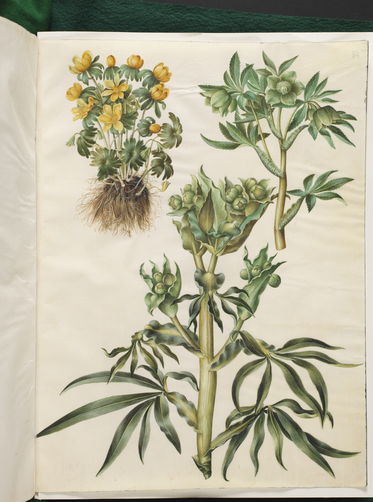 Hans Simon Holtzbecker, Eranthis hyemalis (have-erantis); Helleborus viridis (grøn nyserod); Helleborus foetidus (stinkende nyserod)