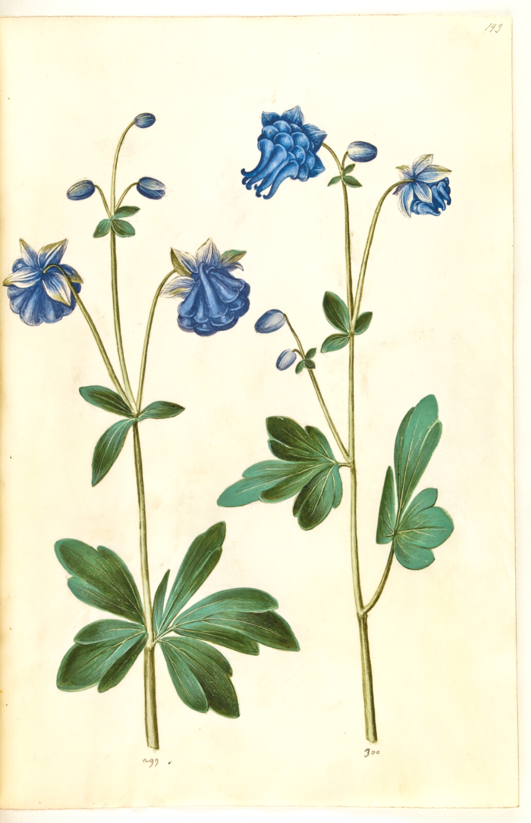 Hans Simon Holtzbecker, Aquilegia vulgaris (almindelig akeleje)