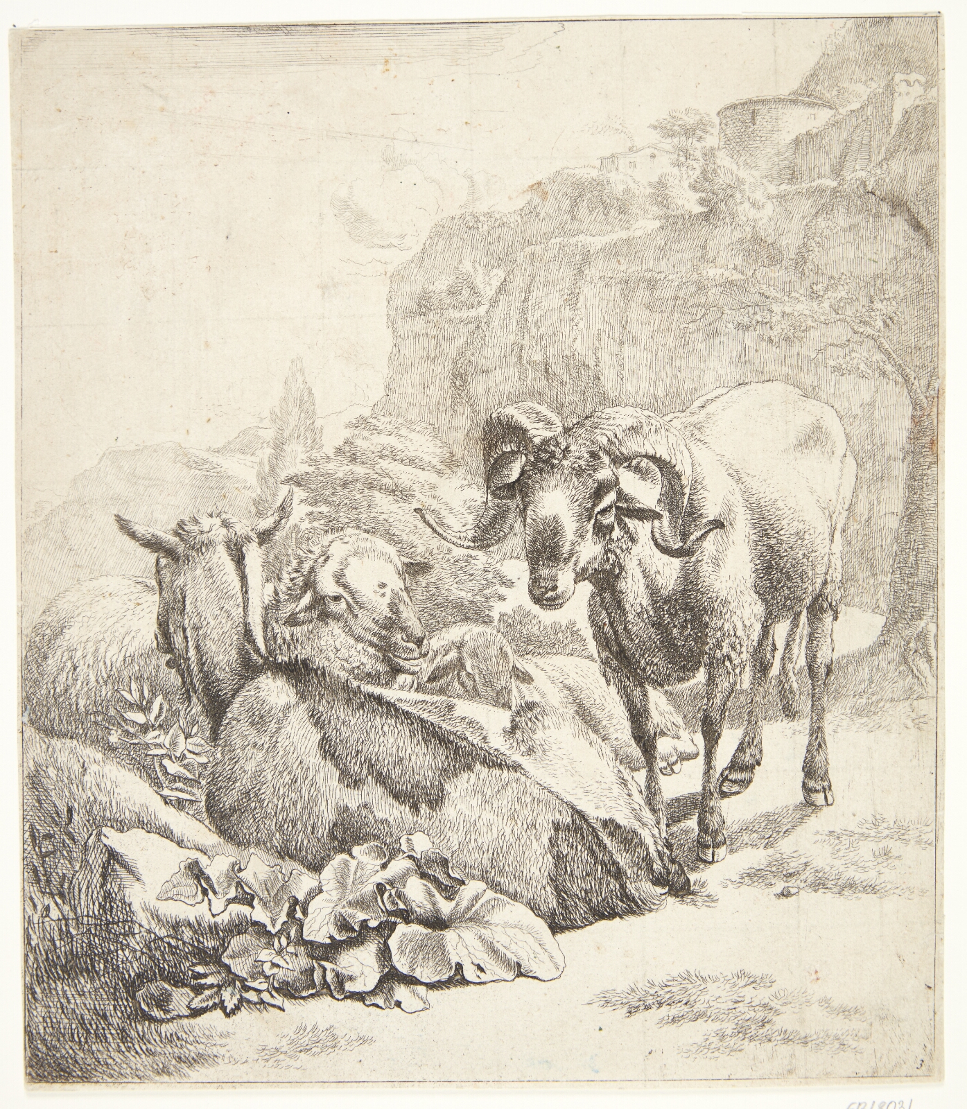 Johann Heinrich Roos, Stående vædder, liggende ged og to får
