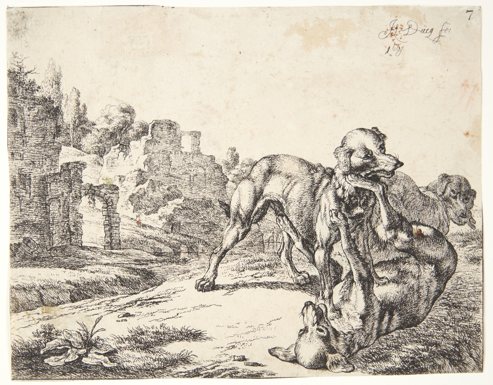 Johan le Ducq, Hunde, som slås
