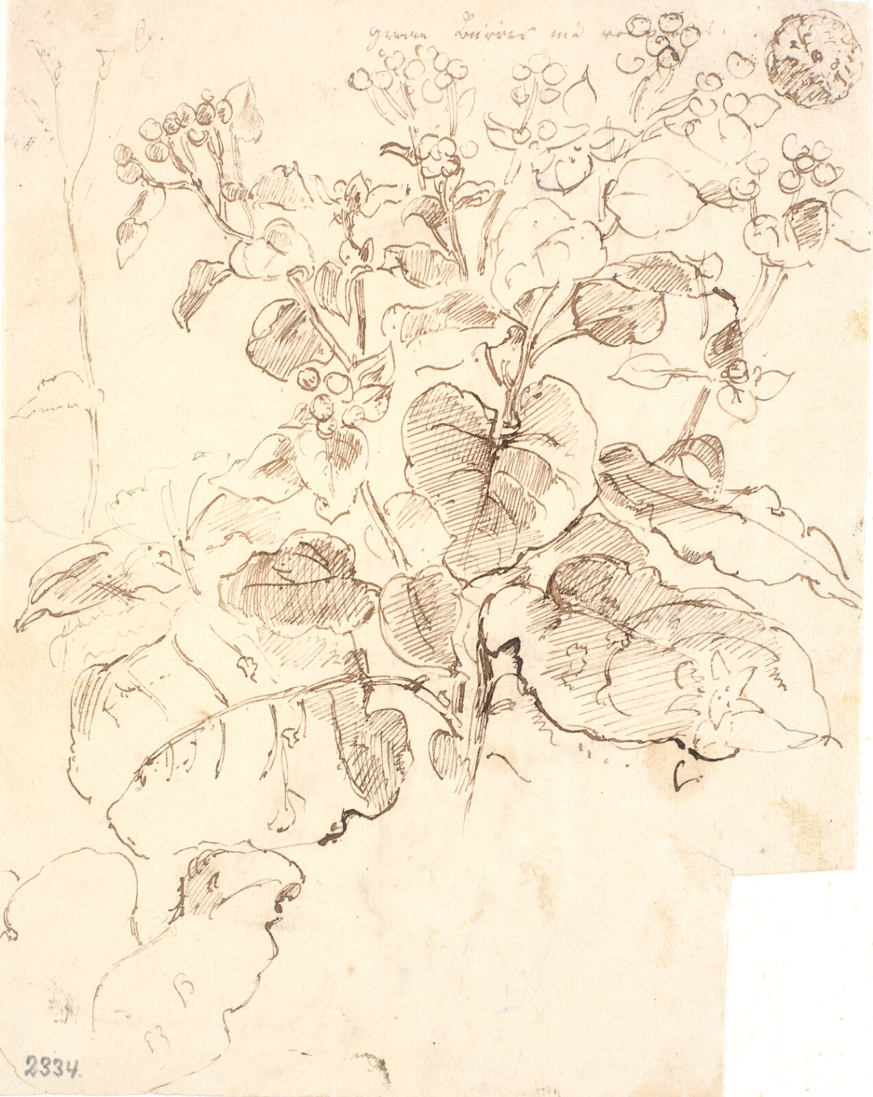 Dankvart Dreyer, Plantestudier