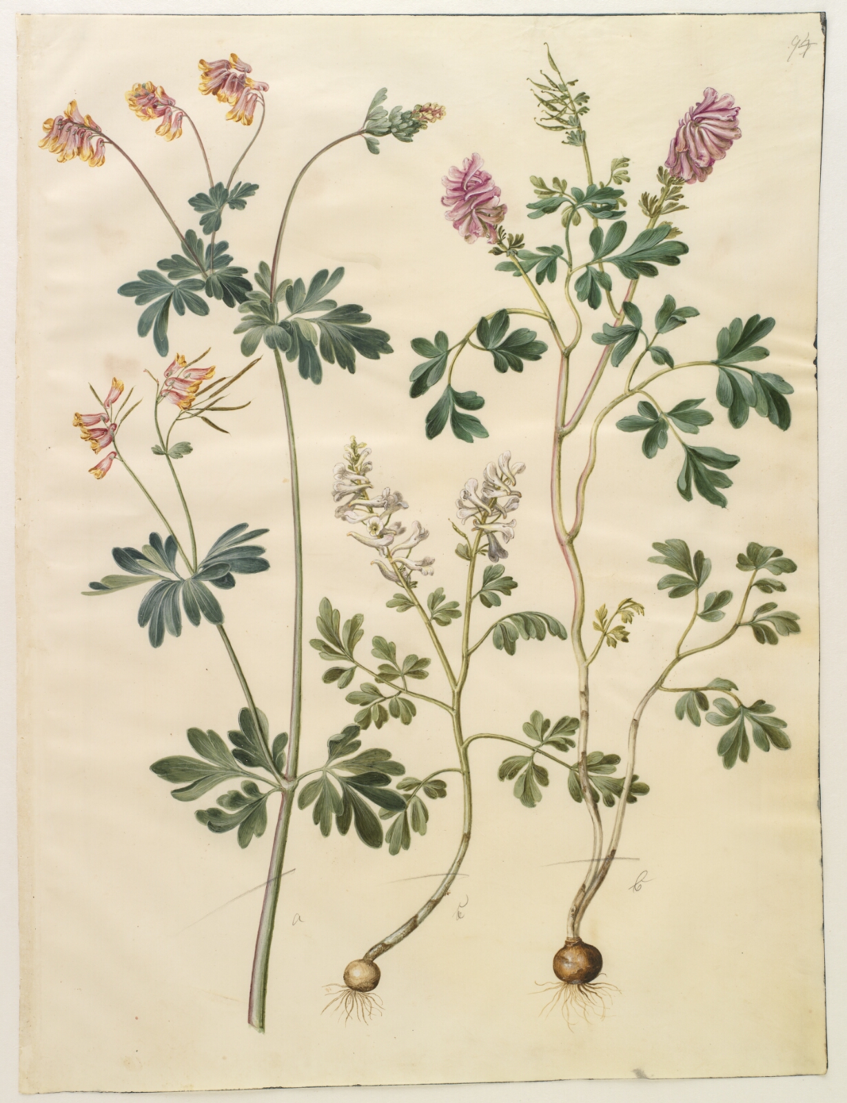 Hans Simon Holtzbecker, Capnoides sempervirens (harlekinurt); Corydalis solida (langstilket lærkespore)