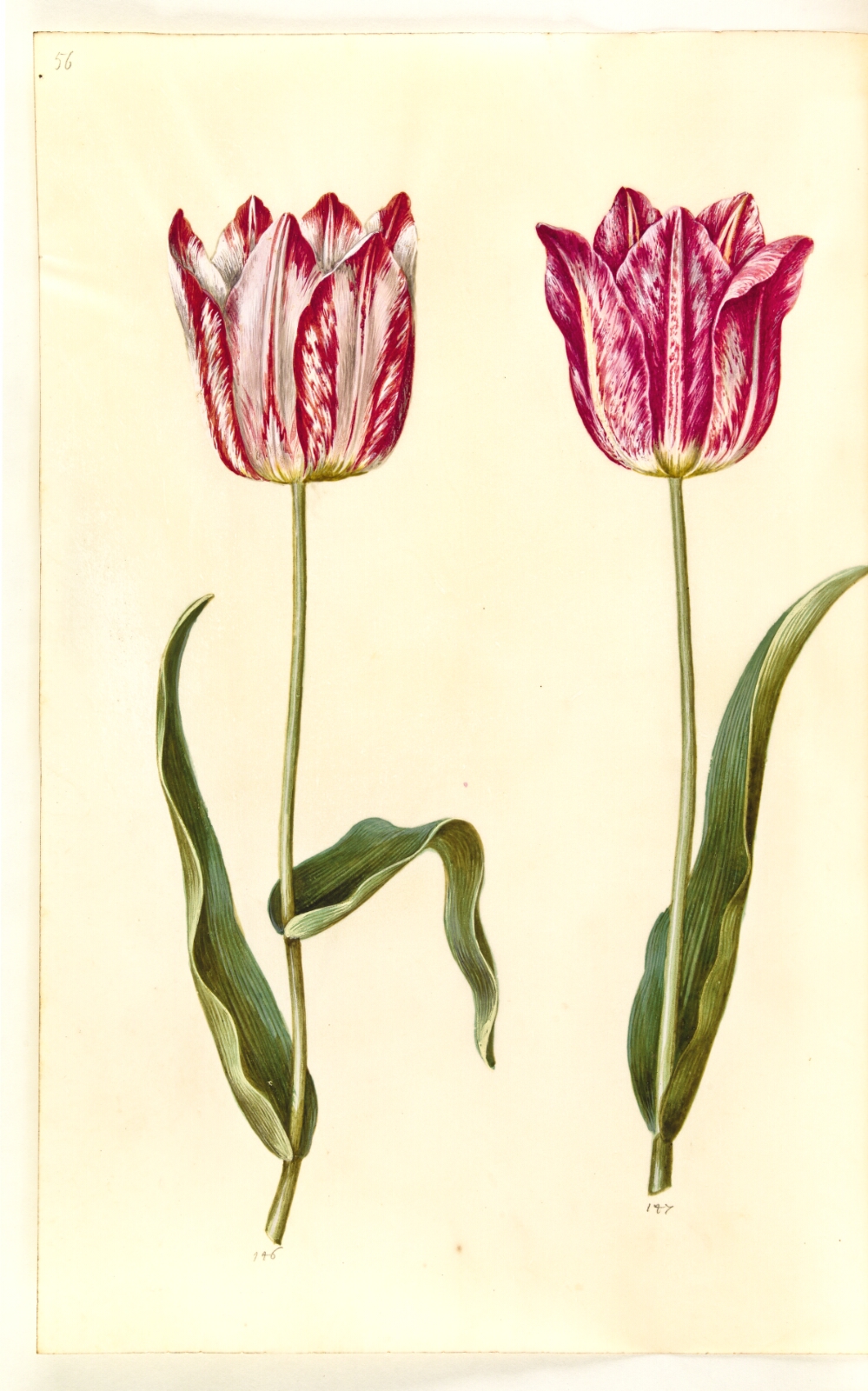 Hans Simon Holtzbecker, Tulipa gesneriana (have-tulipan)