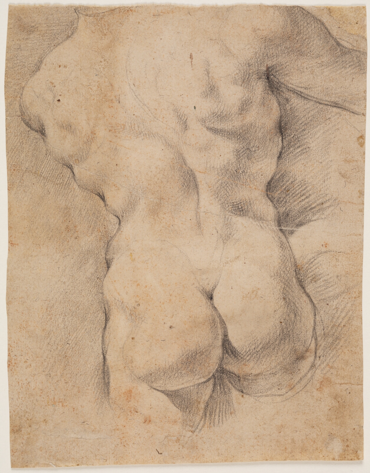 Peter Paul Rubens, Mandstorso set fra ryggen
