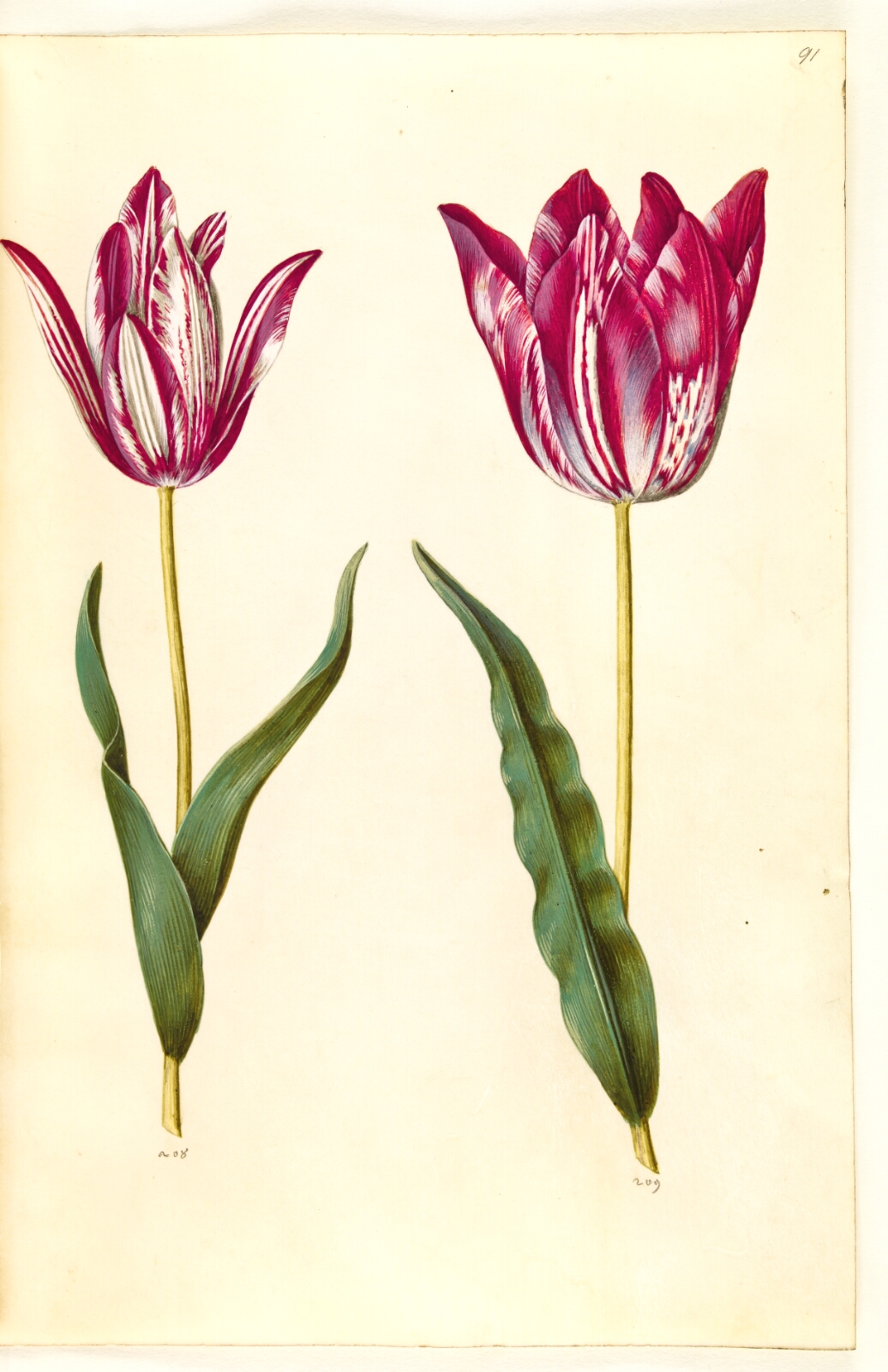 Hans Simon Holtzbecker, Tulipa gesneriana (have-tulipan)