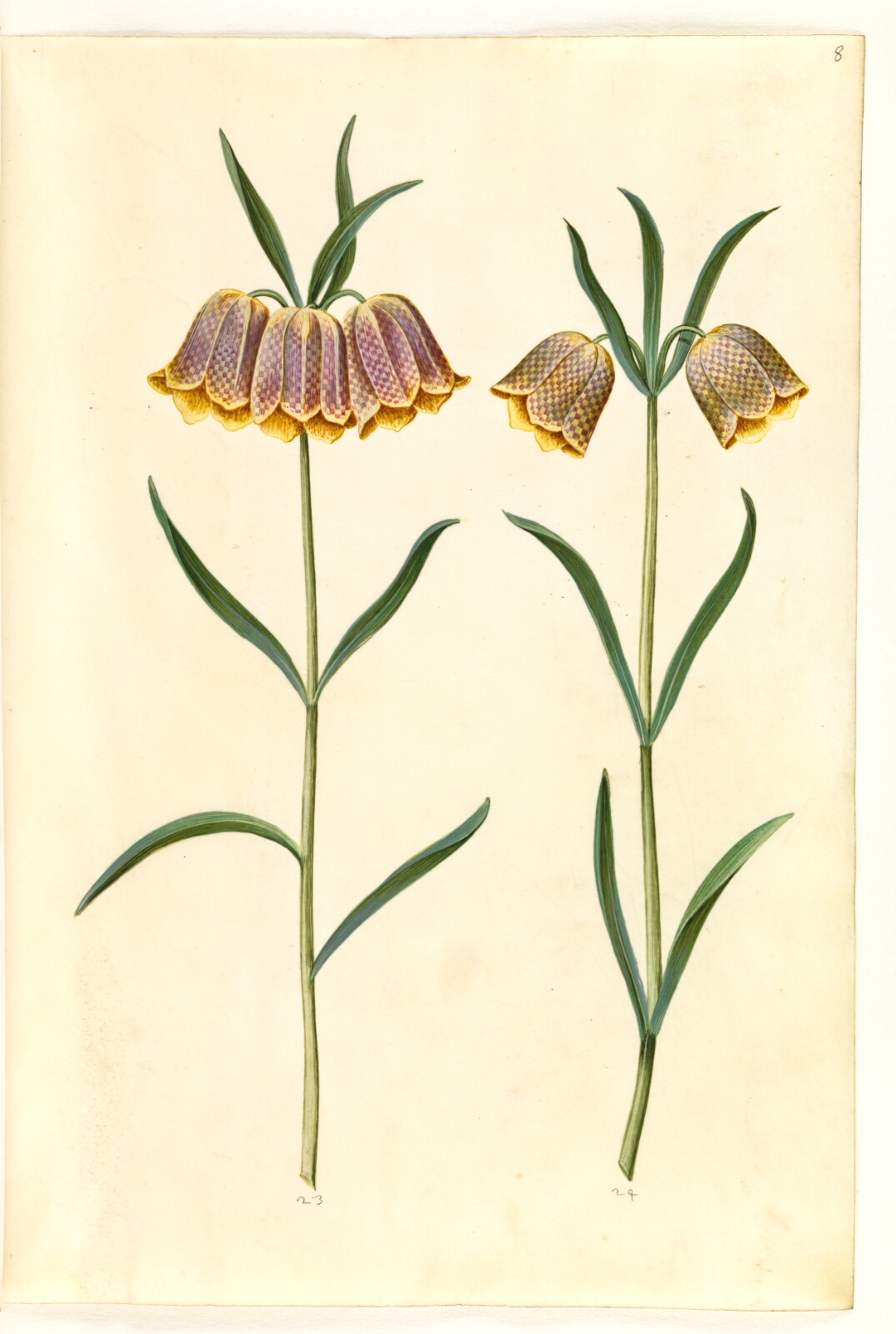 Hans Simon Holtzbecker, Fritillaria meleagris (almindelig vibeæg)