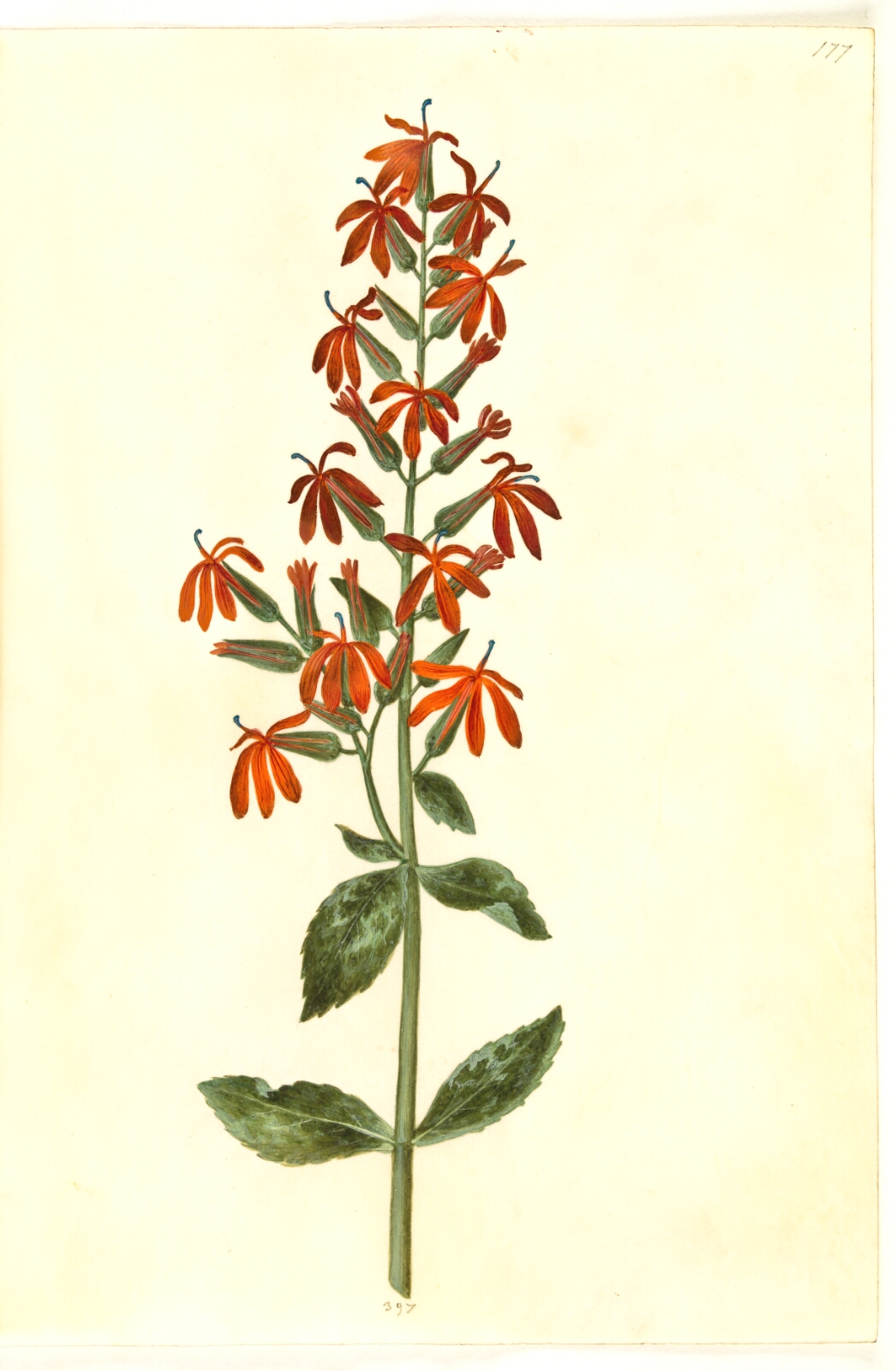 Hans Simon Holtzbecker, Lobelia cardinalis (kardinal-lobelie)