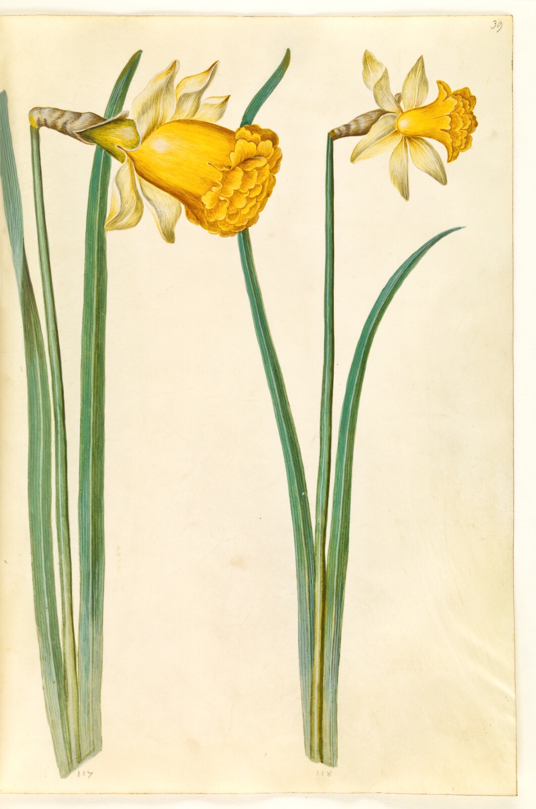 Hans Simon Holtzbecker, Narcissus pseudonarcissus (påskelilje)