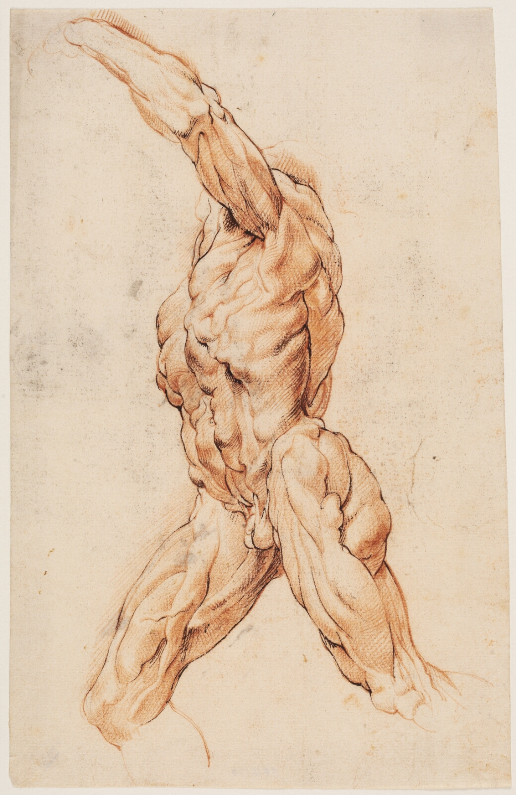 Willem Panneels, Anatomisk studie af en gående mand, drejet mod venstre (écorché)