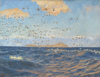 A Flock of Eiders near Vester Reef off the Island of Sprogø