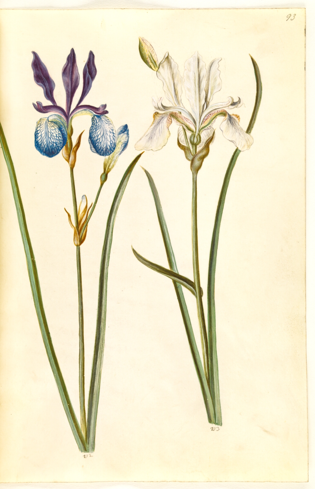 Hans Simon Holtzbecker, Iris sibirica (sibirisk iris)