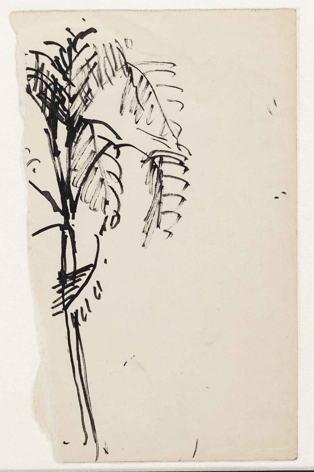 Astrid Holm, Fragment af en tegning af en palme