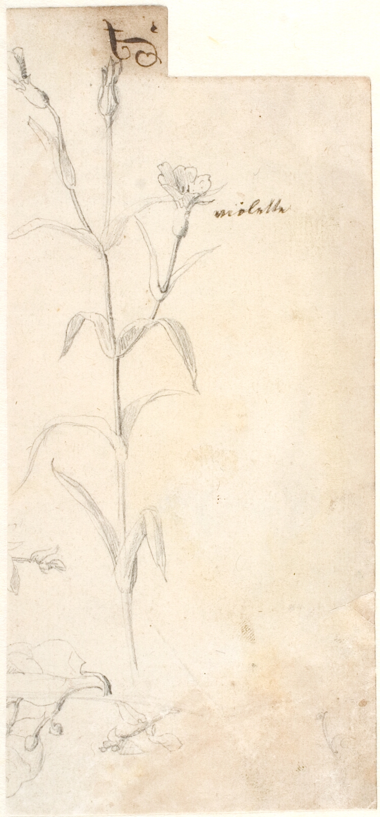 Dankvart Dreyer, Plantestudie