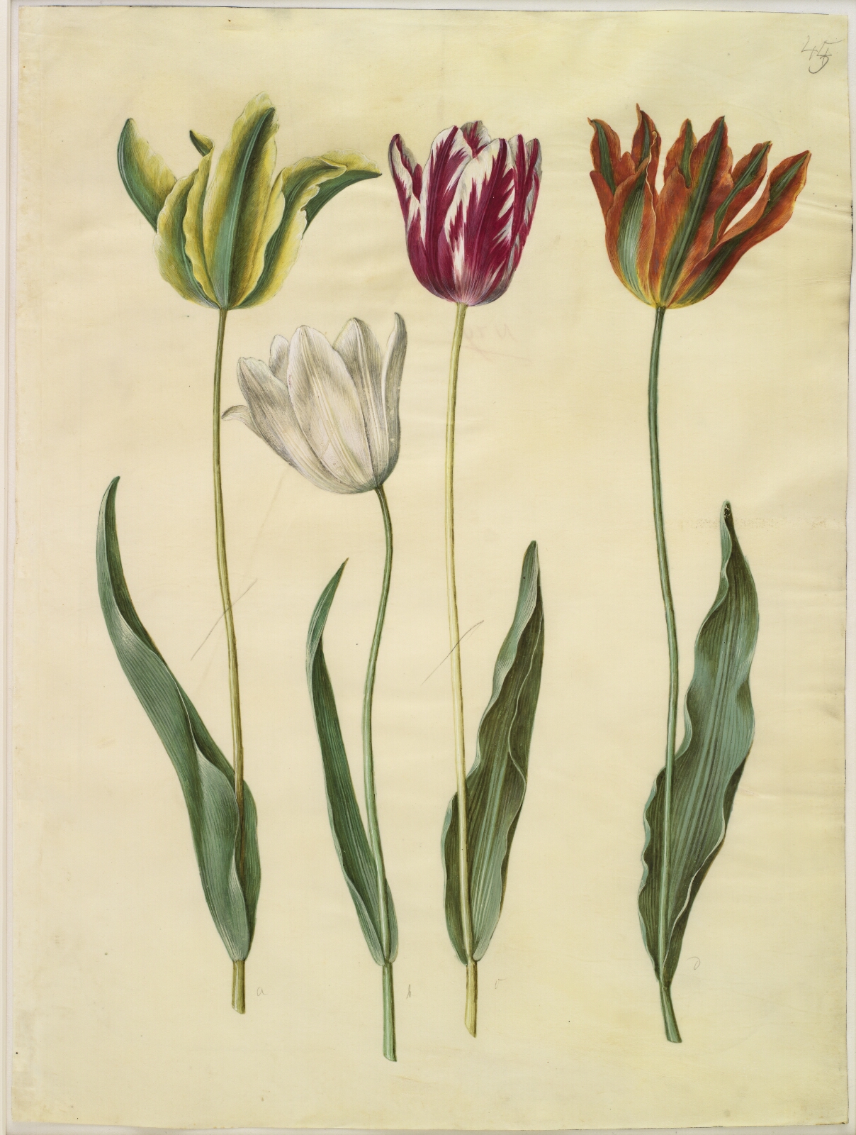 Hans Simon Holtzbecker, Tulipa gesneriana (have-tulipan)