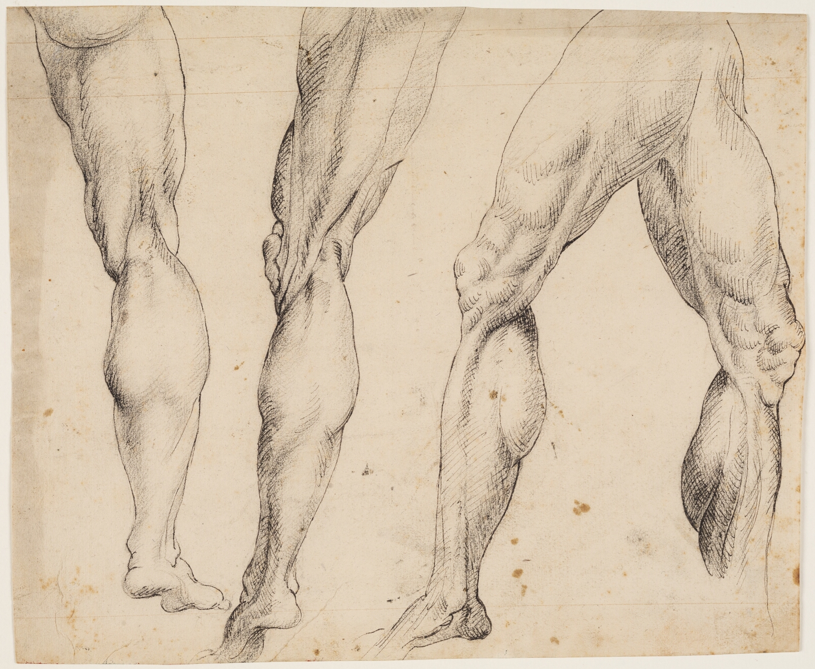 Peter Paul Rubens, Ben. Anatomistudier