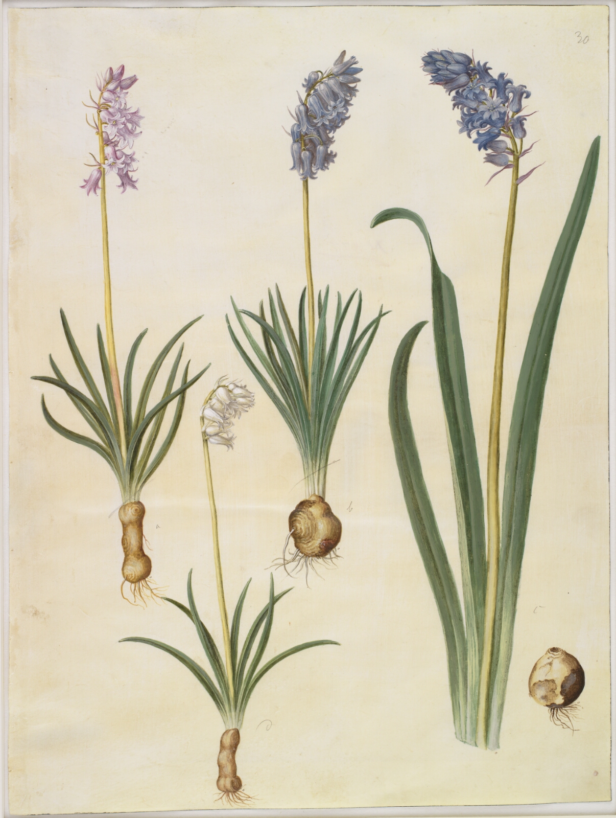 Hans Simon Holtzbecker, Hyacinthoides non-scripta (almindelig klokkeskilla); Hyacinthoides hispanica (spansk klokkeskilla)