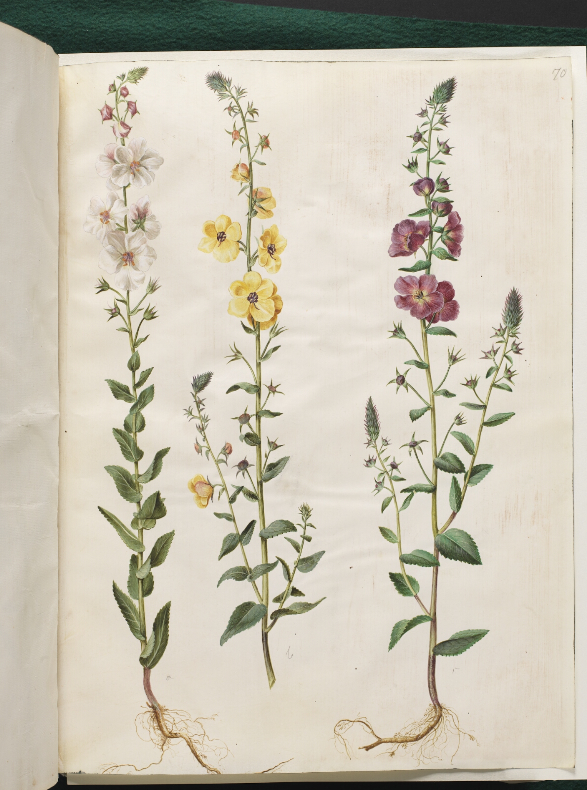 Hans Simon Holtzbecker, Verbascum blattaria (klase-kongelys); Verbascum phoeniceum (purpur-kongelys)
