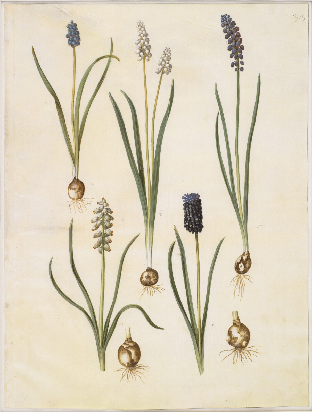 Hans Simon Holtzbecker, Muscari botryoides (almindelig perlehyacint); Muscari racemosum (muskat-perlehyacint); Muscari neglectum