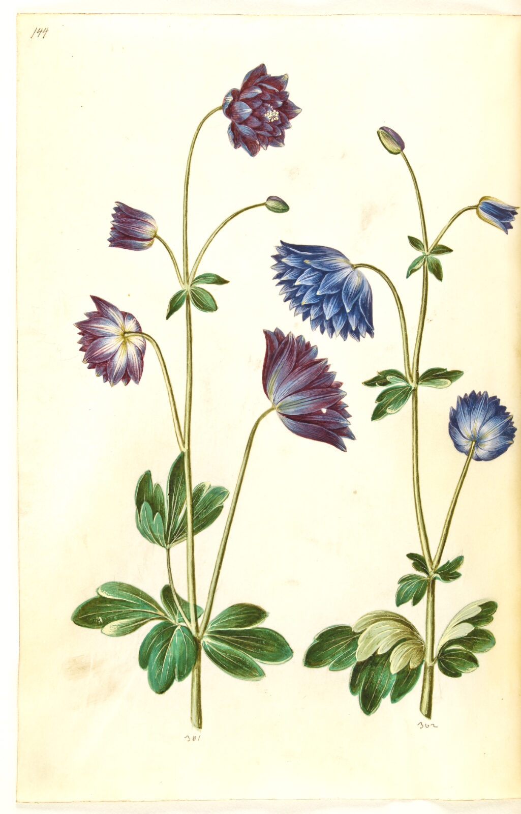 Hans Simon Holtzbecker, Aquilegia vulgaris (almindelig akeleje)