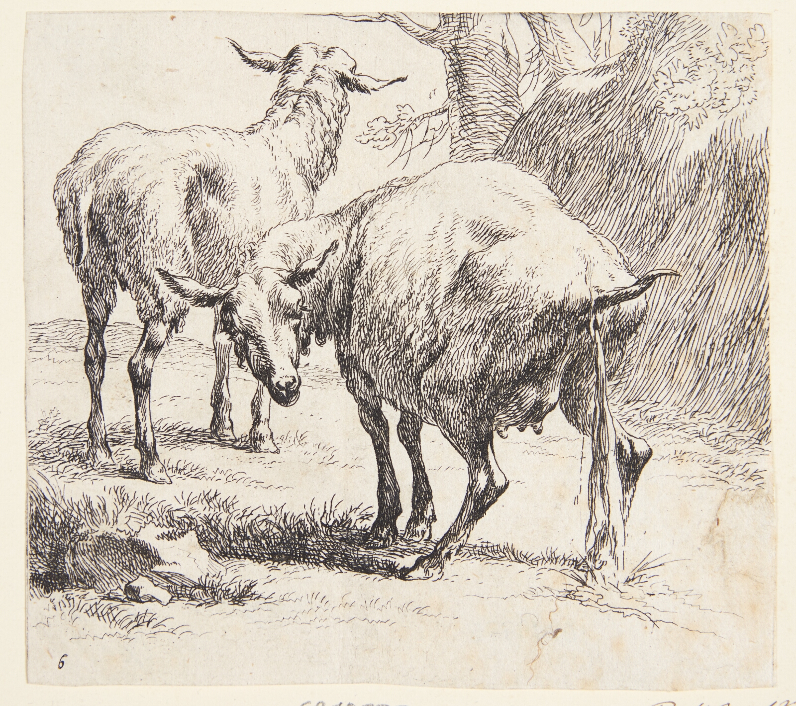 Nicolaes Berchem, Et stående og et pissende får