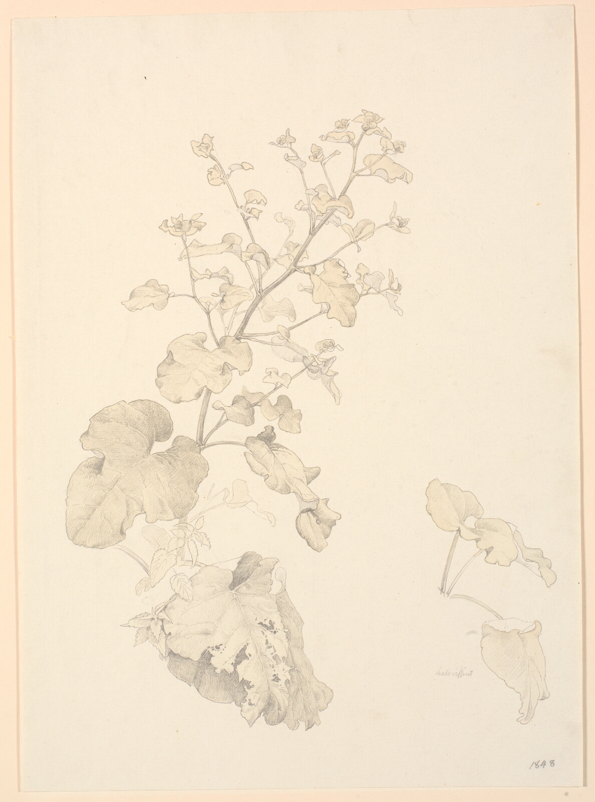 P.C. Skovgaard, Skræppeplanter.