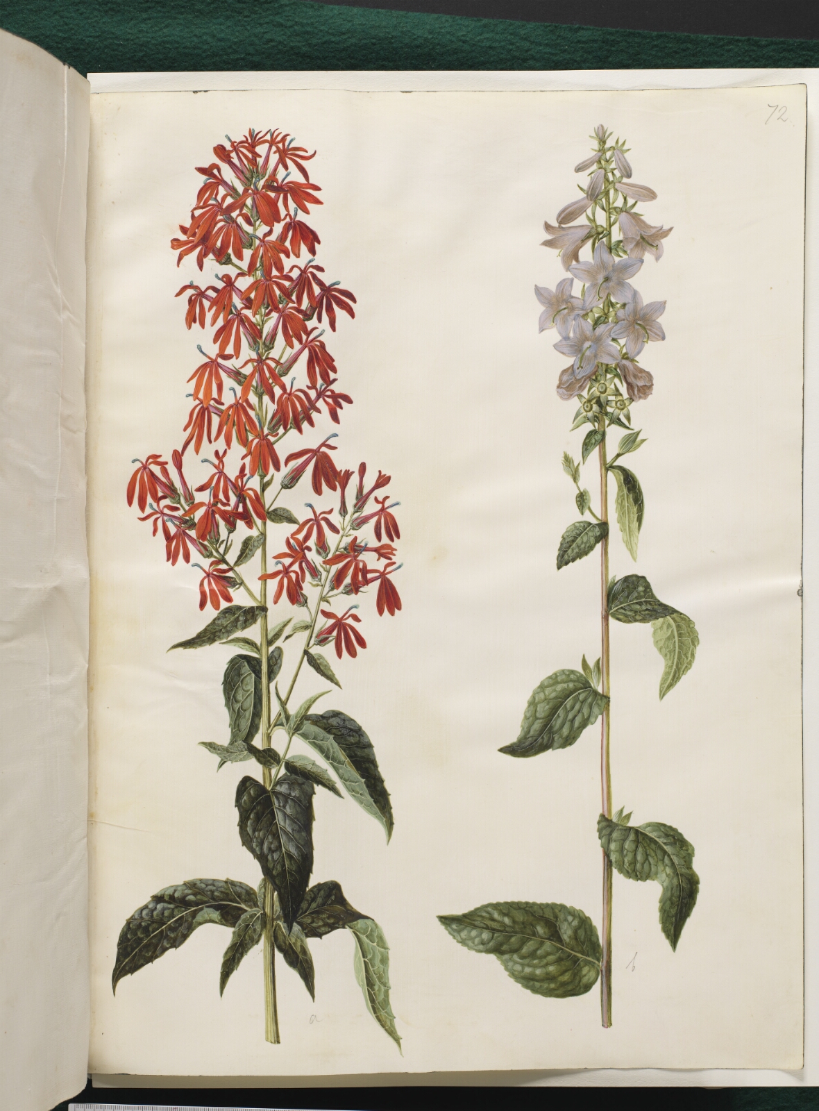 Hans Simon Holtzbecker, Lobelia cardinalis (kardinal-lobelie); Campanula latifolia (bredbladet klokke)