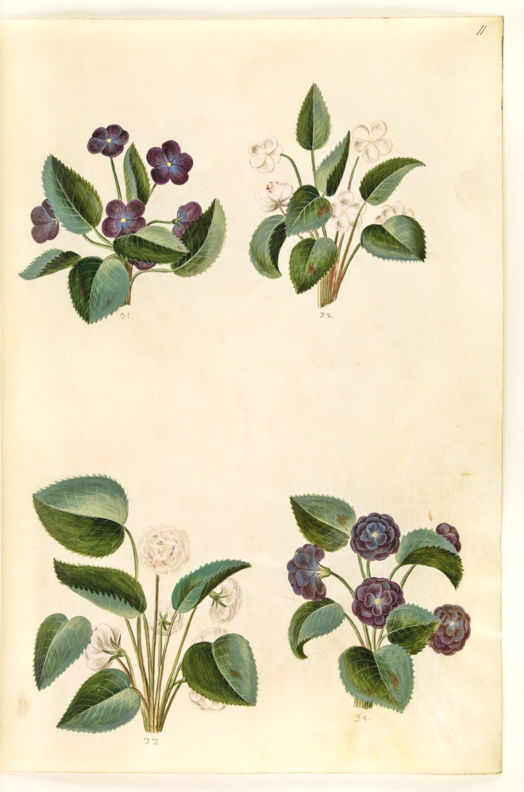 Hans Simon Holtzbecker, Viola odorata (marts-viol)