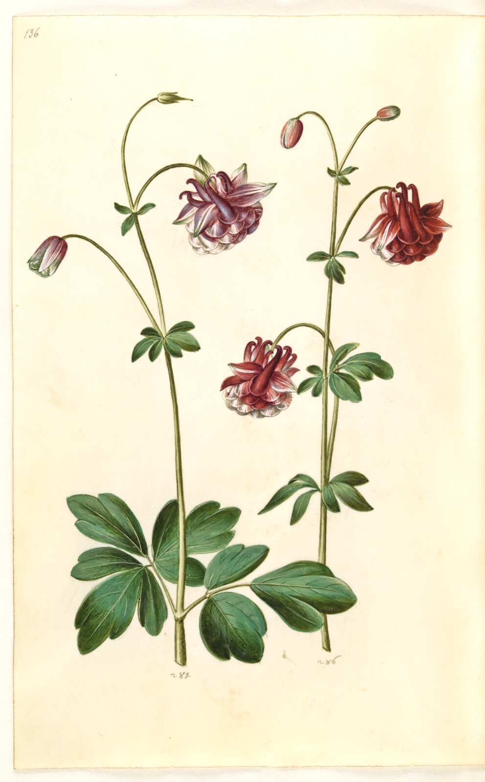 Hans Simon Holtzbecker, Aquilegia vulgaris (almindelig akeleje)