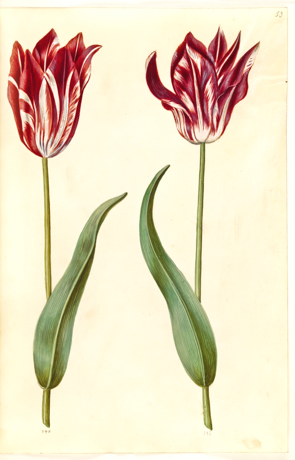 Hans Simon Holtzbecker, Tulipa gesneriana (have-tulipan)