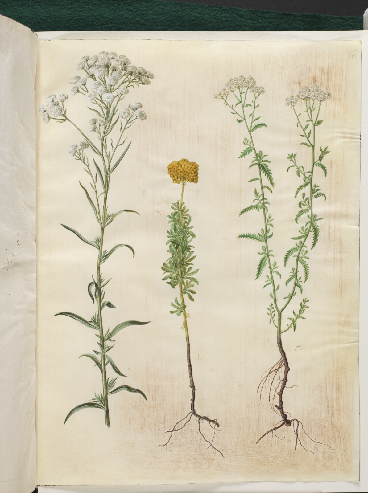 Hans Simon Holtzbecker, Achillea ptarmica (sølvknap-røllike); Achillea ageratum (balsam-røllike); Achillea millefolium (almindelig røllike)