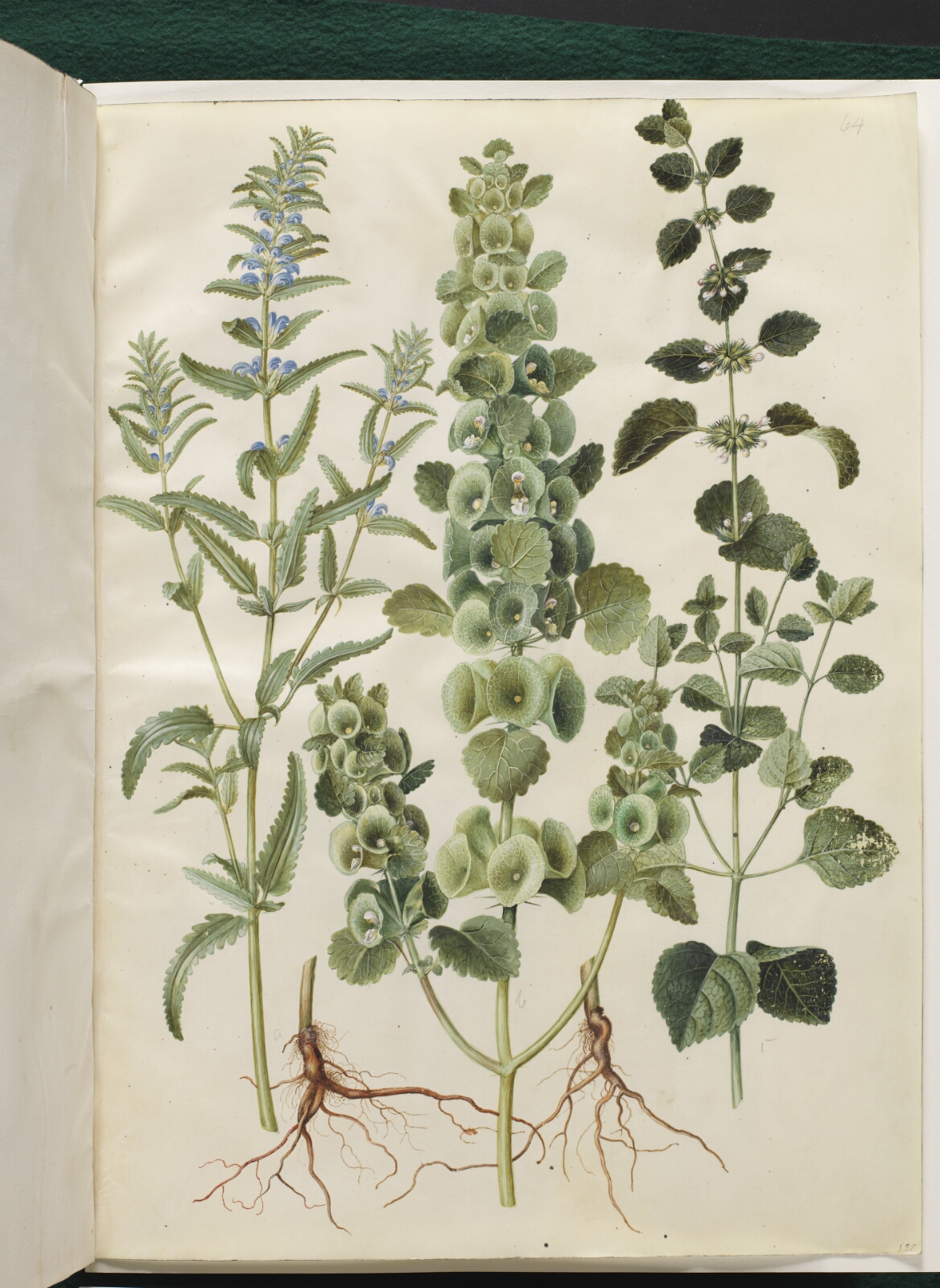 Hans Simon Holtzbecker, Dracocephalum moldavica (moldavisk dragehoved); Moluccella spinosa (tornet tragtbæger); Melissa officinalis (citron-melisse)