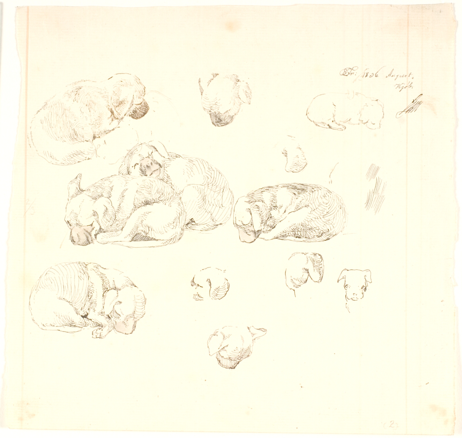 Lorenz Frølich, Studier af hunde