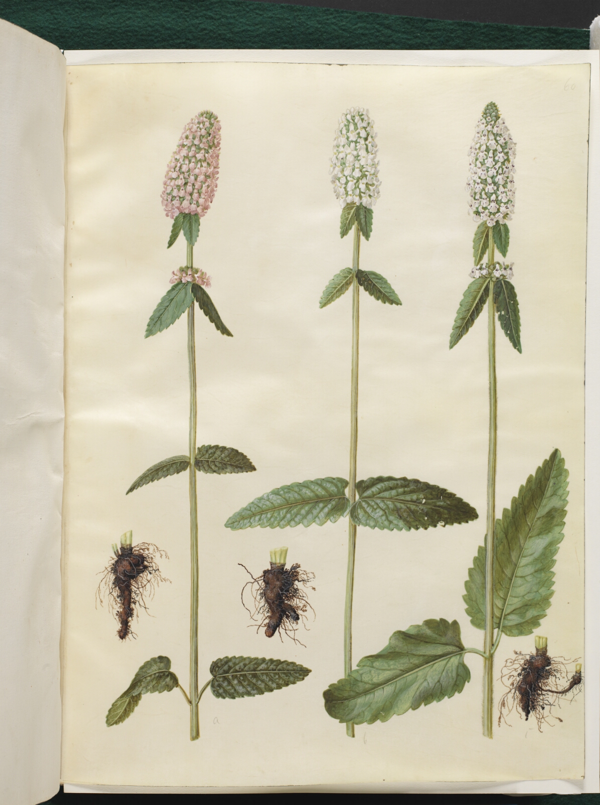Hans Simon Holtzbecker, Stachys officinalis (læge-betonie)