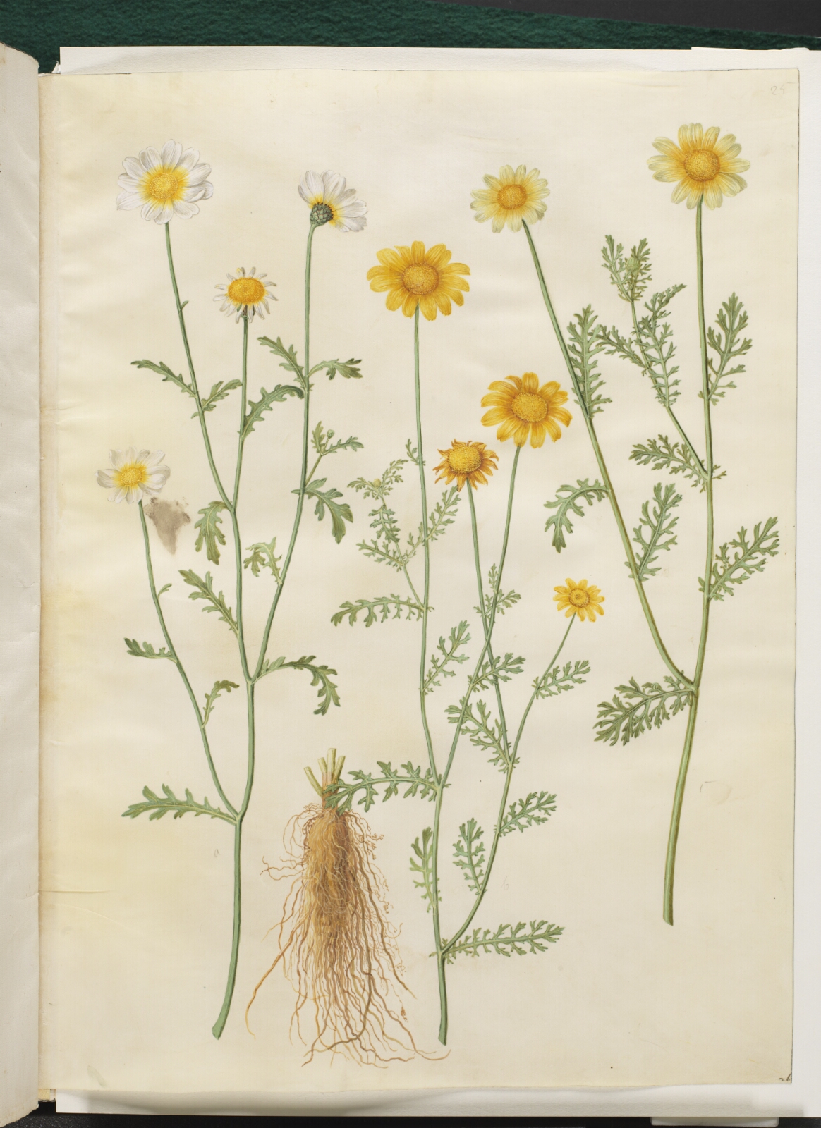Hans Simon Holtzbecker, Glebionis coronaria (kron-okseøje)