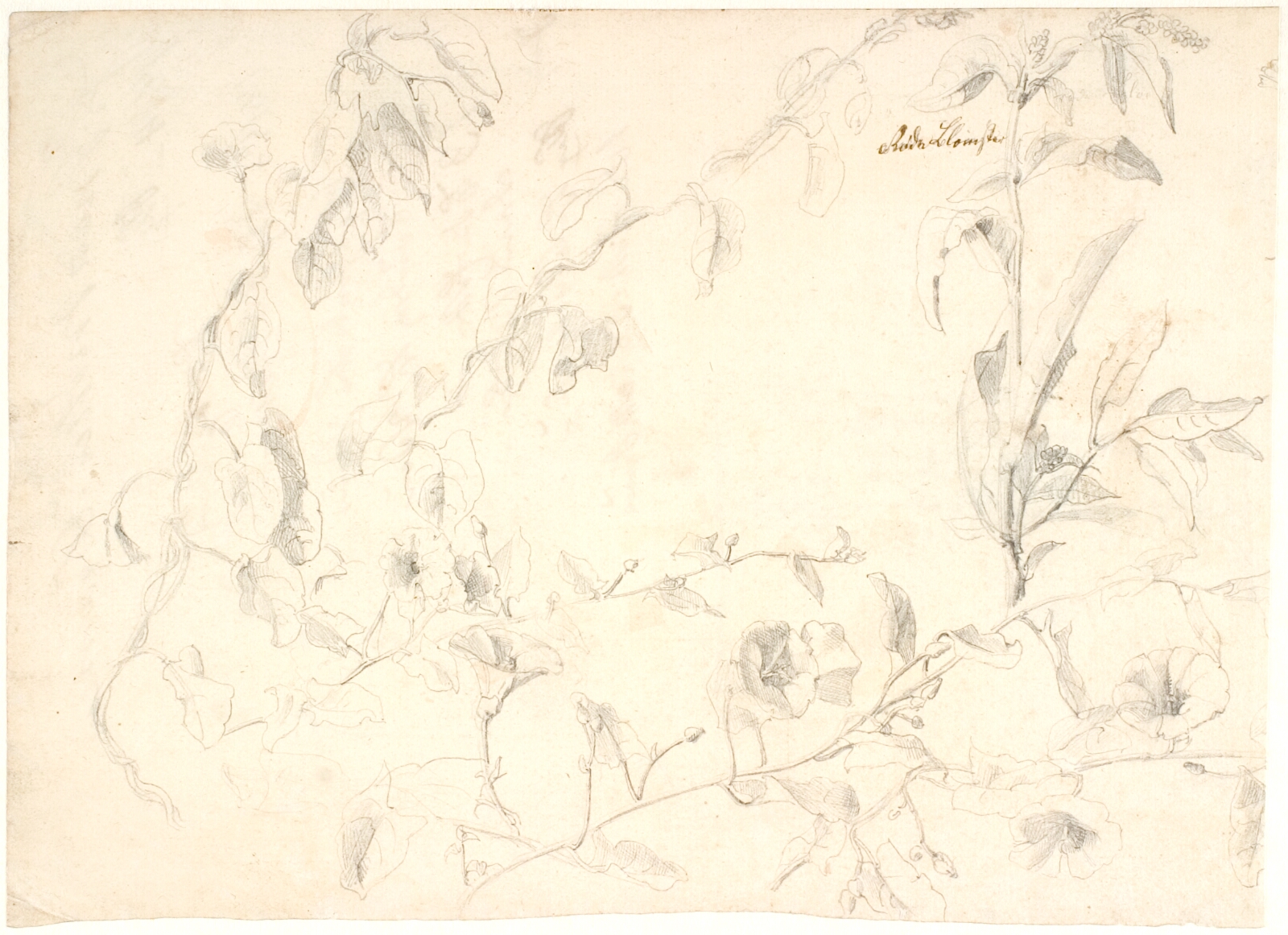 Dankvart Dreyer, Plantestudier